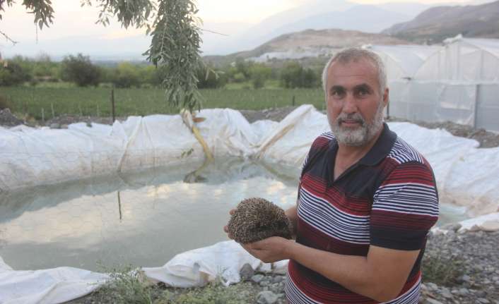 Erzincan’da bahçe sulama havuzuna düşen kirpi boğulmadan köylüler tarafından kürekle