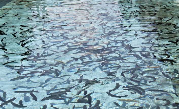 17 adet su ürünleri yetiştiriciliği tesisi bulunan Erzincan’da alabalık yetiştiriciliği