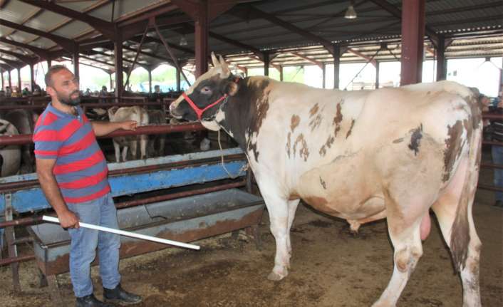 Erzincan’da bulunan kurban pazarının en büyük tosunu ile en büyük