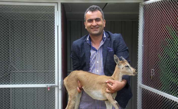 Erzincan-Divriği arası raybüs seferi esnasına trenin çarpması sonucu yaralanan yavru