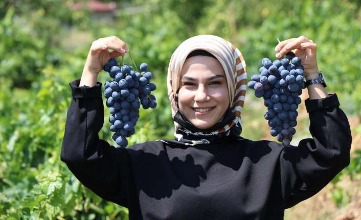 Erzincan ekonomisine katlı sağlayan Üzümlü ilçesinde yetiştirilen tescilli Cimin Üzümünün