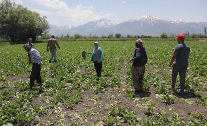 Erzincan merkeze 13 kilometre uzaklıkta bulunan Hancıçiftçiliği köyünde pancar ekili