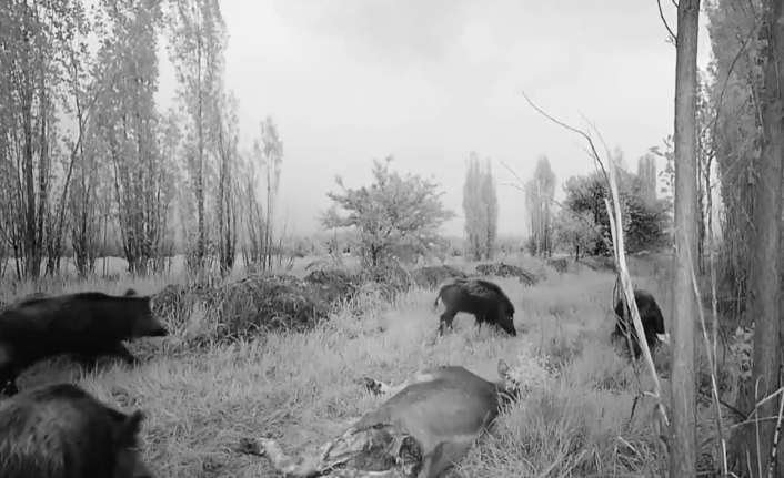 DOMUZ SÜRÜSÜ FOTO KAPANLA GÖRÜNTÜLENDİ