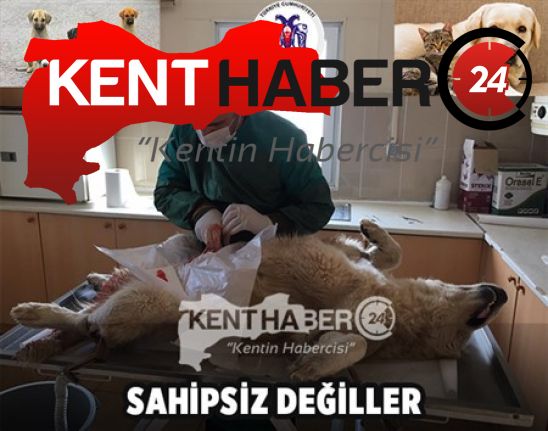 Erzincan Belediyesi Sokak Hayvanlarına Sahip Çıkmaya Devam Ediyor. Erzincan Belediyesi