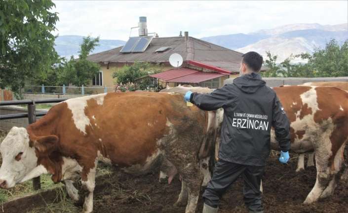 Erzincan İl Tarım ve Orman Müdürlüğü tarafından SAT-2 serotipi şap