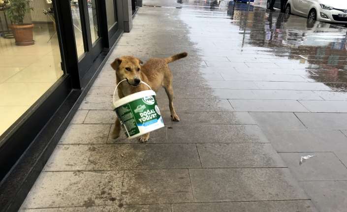 Erzincan’da sevimli köpeğin kaldırımda