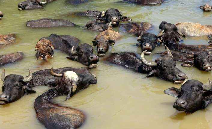 Erzincan’da son günlerde yaşanan bunaltıcı sıcaklar nedeniyle hayvancılık yapan vatandaşlar,
