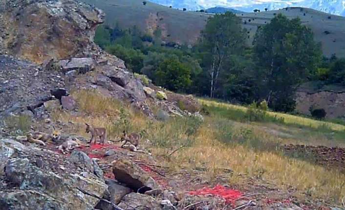 Hava sıcaklığının 37 dereceyi bulduğu Erzincan’da sıcak hava nedeniyle yuvalarının