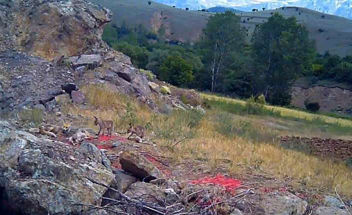 Hava sıcaklığının 40 dereceyi bulduğu Erzincan’da sıcak hava nedeniyle yuvalarının