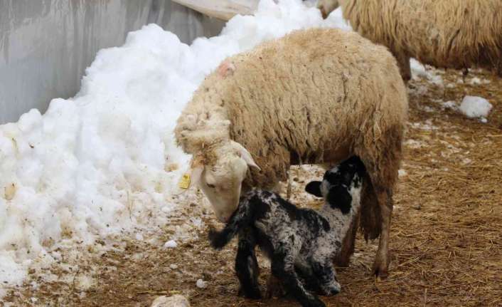 Erzincan’da üreticiler, kış aylarında