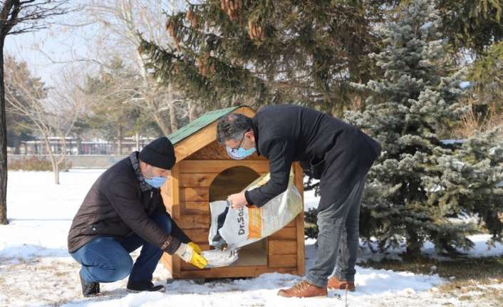 Erzincan’da barınma ve beslenme sorunu yaşayan sokak hayvanlarının ihtiyaçlarının karşılanması