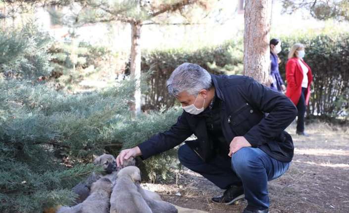 Erzincan’da sokak hayvanları için belirlenen 15 noktaya yem ve mama