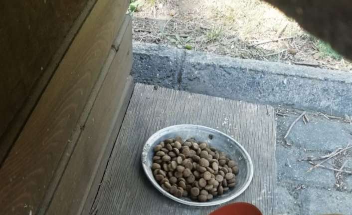 Erzincan’da belediye ekipleri, sokak hayvanlarına yönelik yaptığı yemleme çalışmalarına yaz