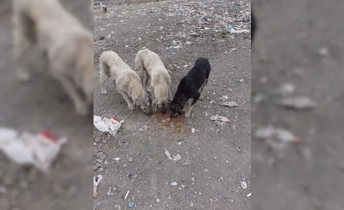 Erzincan Belediyesi Veteriner İşleri Müdürlüğü tarafından yürütülen çalışmalar kapsamında yiyecek