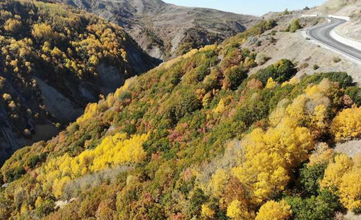 Erzincan’da sonbahardan kışa geçişte dağlarda renk cümbüşü oluşturan ağaçlar farklı