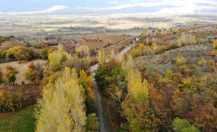 Erzincan’da sonbahardan kışa geçişte renk cümbüşü oluşturan ağaçlar, farklı bir