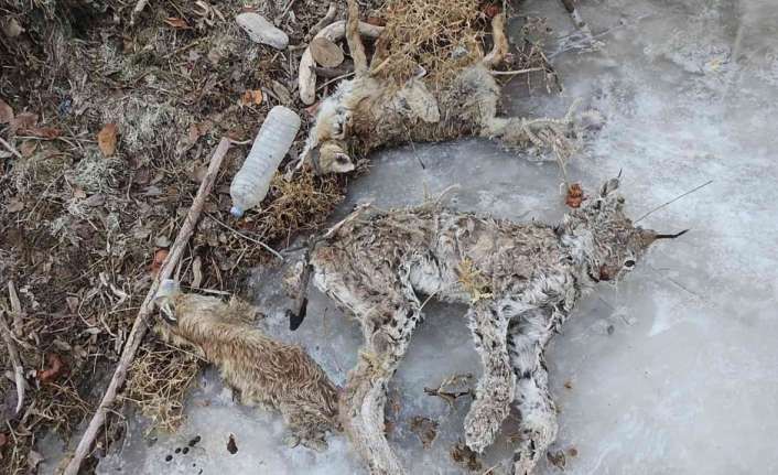 Erzincan’da sulama kanalına düşen nesli tükenme tehlikesi altında olan vaşak