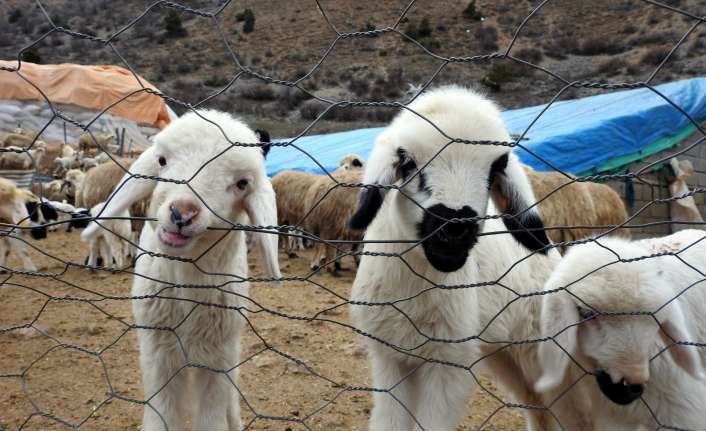 Erzincan’da yeni doğan süt kuzularının her sabah kapıların açılmasıyla annelerini