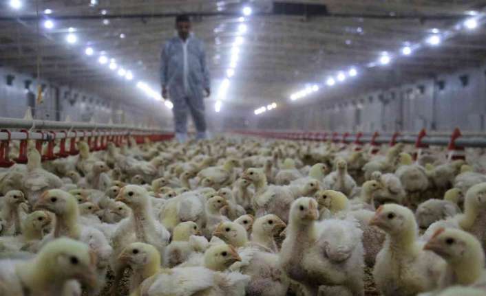 Türkiye genelinde tavuk eti üretimi, şubatta aylık bazda yüzde 9,7