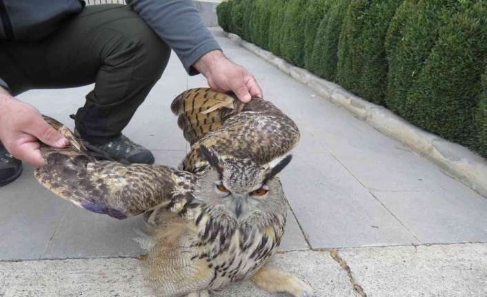 Erzincan’da, yorgun uçamaz halde bulunan ve tedavi altına alınan Puhu