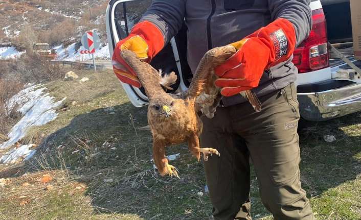 Erzincan’da yaralı halde bulunarak DKMP Şube Müdürlüğü’ne getirilen kızıl şahin