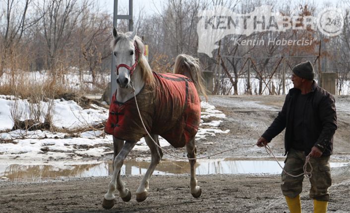 At, eşek, katır gibi tek tırnaklı hayvanlar, yılbaşından itibaren yürürlüğe