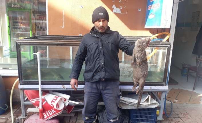 Erzincan’ın Tercan ilçesinde bulunan Tercan Barajında izinli ve ruhsatlı olarak