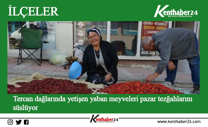 Erzincan’ın Tercan ilçesinde bazı vatandaşlar, dağlık alanda yetişen alıç, kuşburnu,