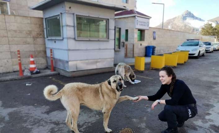Erzincan’ın Tercan ilçesinde görev yapan polisler sokak hayvanlarına mama ve