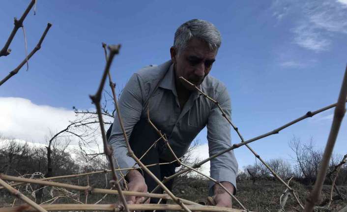 Erzincan ekonomisine katlı sağlayan Üzümlü ilçesinde yetiştirilen tescilli Cimin üzümünün