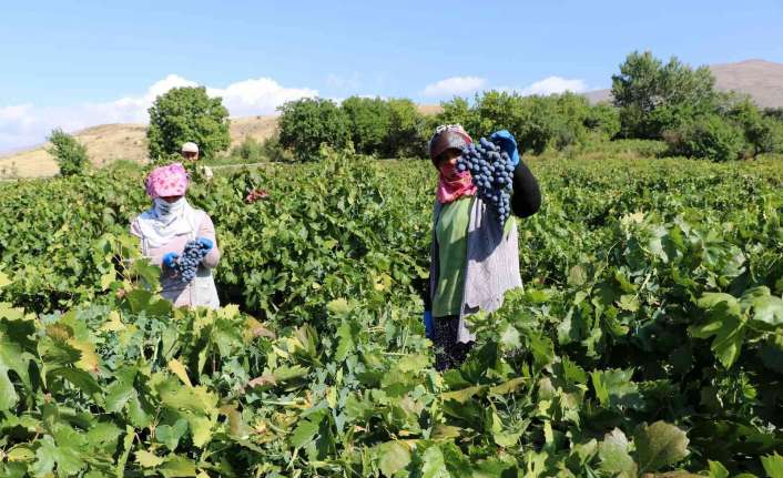 Erzincan ekonomisine katlı sağlayan Üzümlü ilçesinde yetiştirilen tescilli Cimin Üzümünün