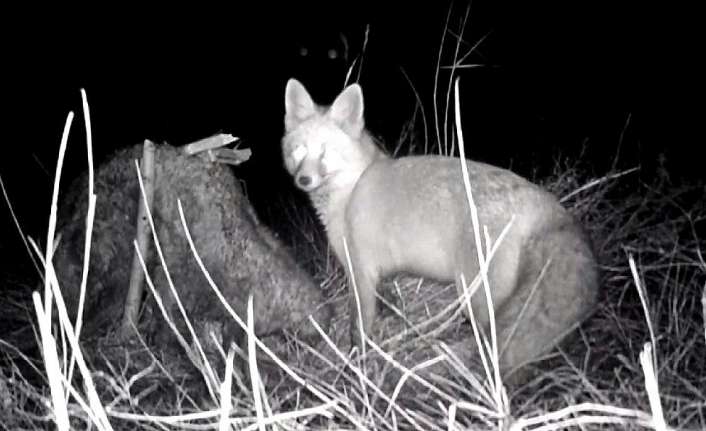 Erzincan’ın Çayırlı ilçesinde bir tilkinin ağaca takılı koyun postunu yerinden