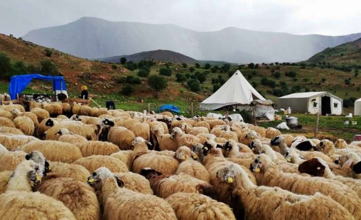 Güneydoğu illerinden Erzincan’a getirilerek tulum peyniri olarak satışa sunulan peynirler