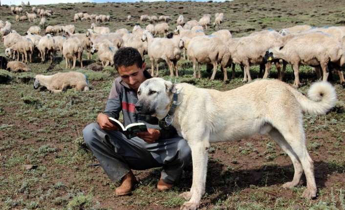 Eğitim öğretimin tatile girdiği dönemlerde Erzincan yaylalarında çobanlık yapan lise