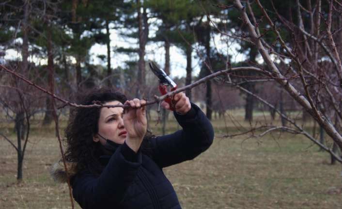 Erzincan’da, meyve yetiştiren çiftçilere yönelik uygulamalı olarak “Meyve Ağacı Budama”