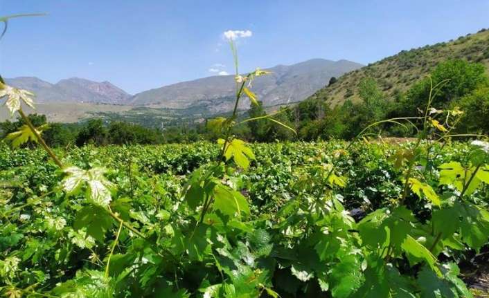 Erzincan’ın meşhur tarımsal ürünlerinden