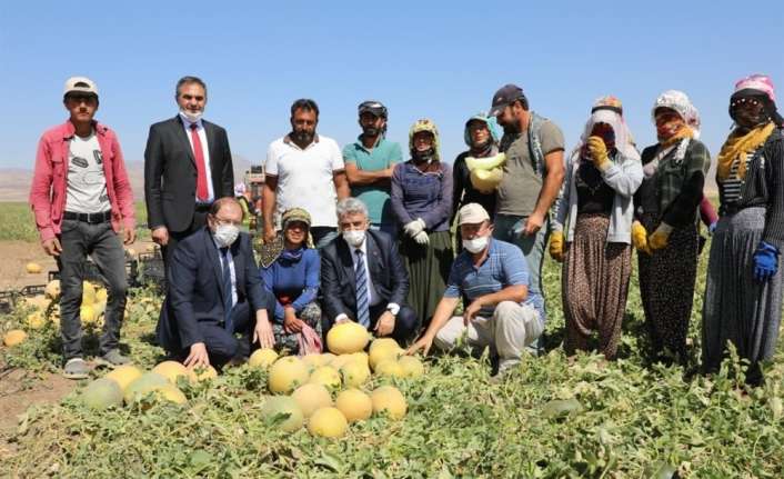 Erzincan Valisi Mehmet Makas, Tercan ve Çayırlı ilçelerinde tarlada kavun,