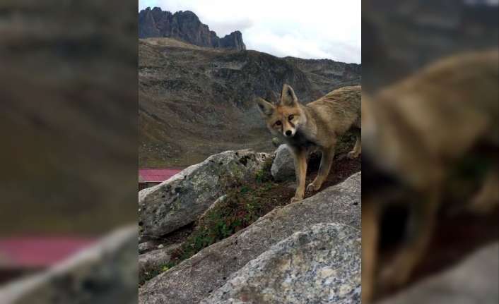 Erzincan’ın Çağlayan Beldesinde bir tilki vatandaşların kümeslerine dadanarak birçok tavuğu