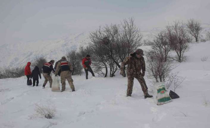 Erzincan’da çetin kış şartları nedeniyle yiyecek bulmakta zorlanan yaban hayvanları
