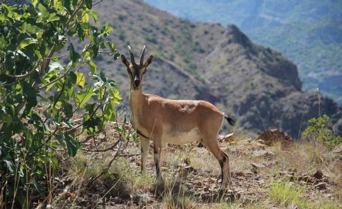 Erzincan’da avlanması yasak ve