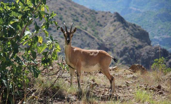 Erzincan’da avlanması yasak ve koruma altında olan yaban keçileri, Munzur