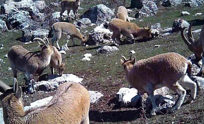 Erzincan’ın Çağlayan beldesinde yiyecek ararken Munzur Dağları'ndan Tatlısu köyünün hemen