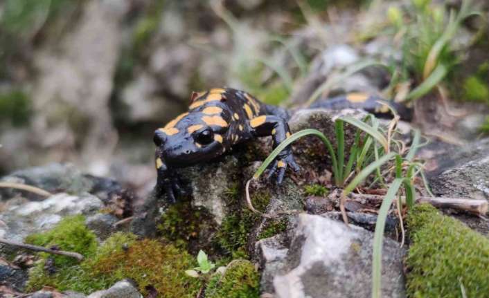 Doğu Anadolu Bölgesi’nin Yukarı Fırat Bölümü’nde Karasu (Fırat) Vadisi boyunca
