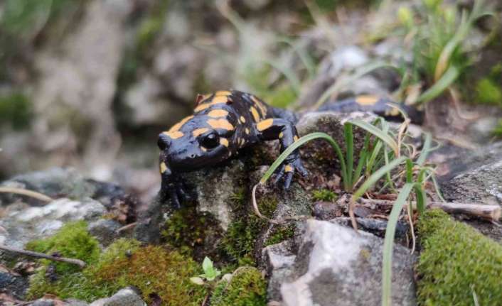 Doğu Anadolu Bölgesi’nin Yukarı