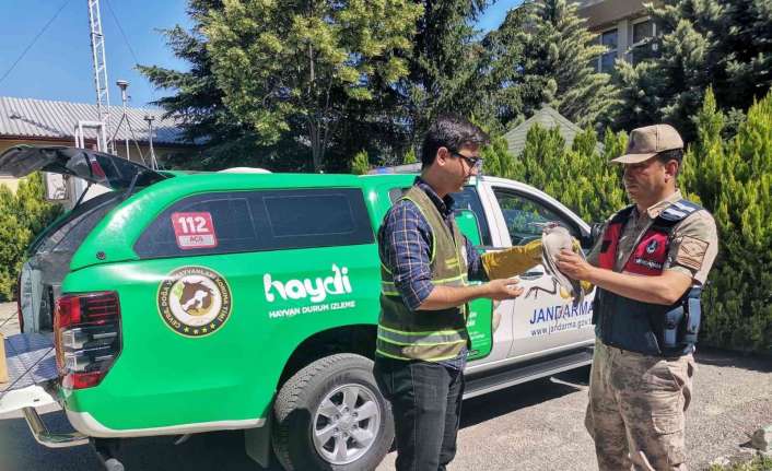 Erzincan’da jandarma tarafından yaralı halde bulunan gece balıkçılı, Doğa Koruma