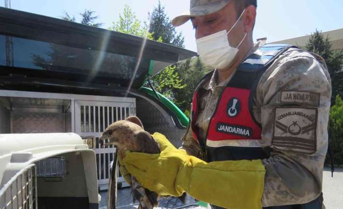 Erzincan’da jandarma ekipleri tarafından bulunan kızıl şahin Doğa Koruma ve