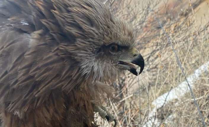Erzincan’da yaralı halde bulunarak DKMP Şube Müdürlüğü’ne getirilen şahin tedavi
