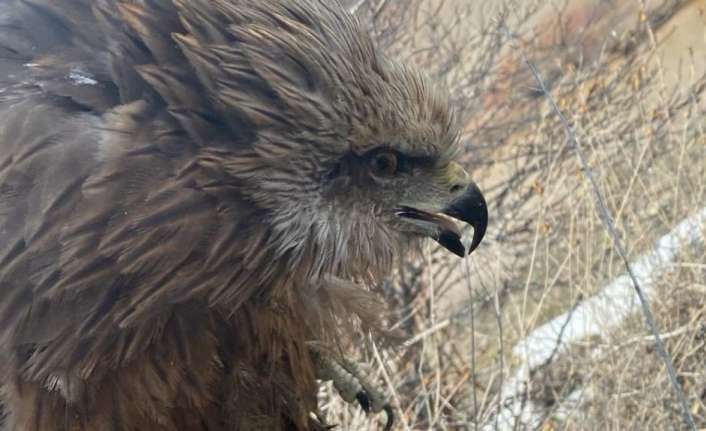 Erzincan’da yaralı halde bulunarak