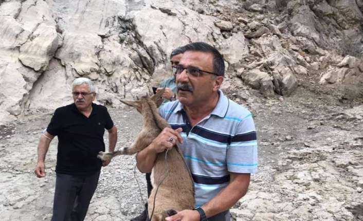 Erzincan’ın Kemaliye ilçesinde ayağına tel takılmış yavru bir dağ keçisine