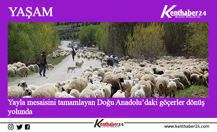 Yaz aylarında sürüleriyle Erzincan’daki yaylalarda konaklayan göçerler, sonbaharın gelmesi ve